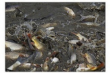  水产养殖水体的溶氧量如何提高